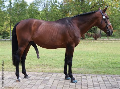 biggest horsecock|Giant horse cock pumping a gallon of horse semen in kinky.